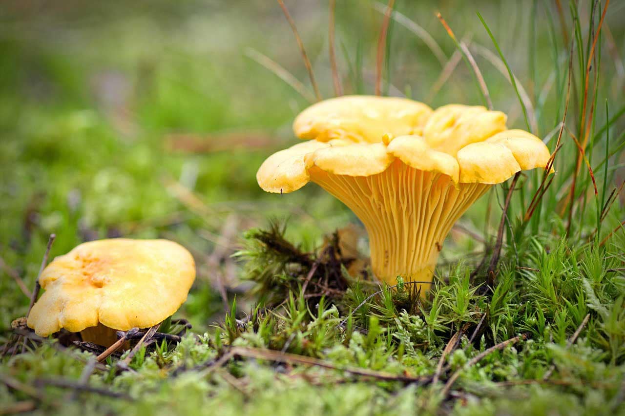 Les chanterelles, un champignon adapté pour une première cueillette de champignons débutants