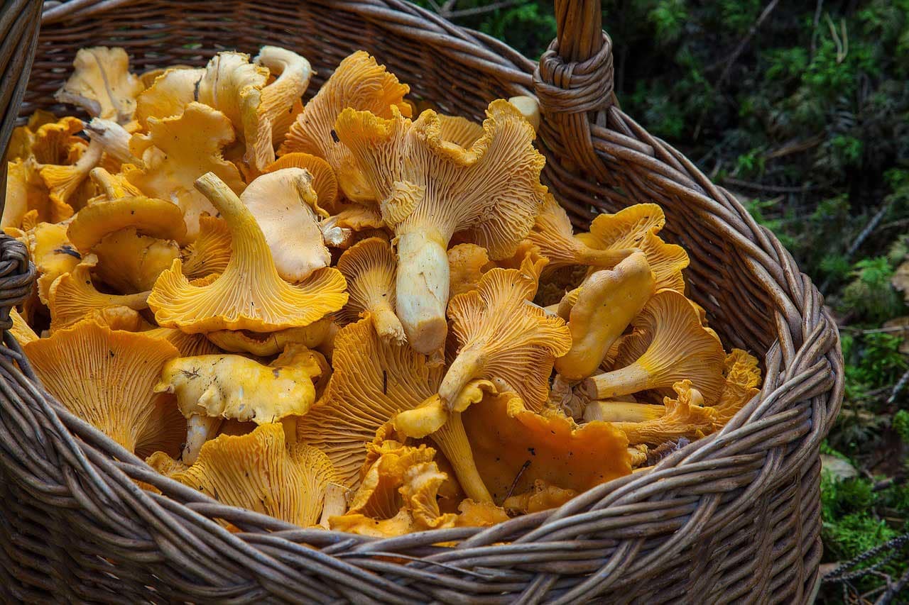 Un sac en tissus ou un panier fait partie du matériel indispensable pour la cueillette de champignons