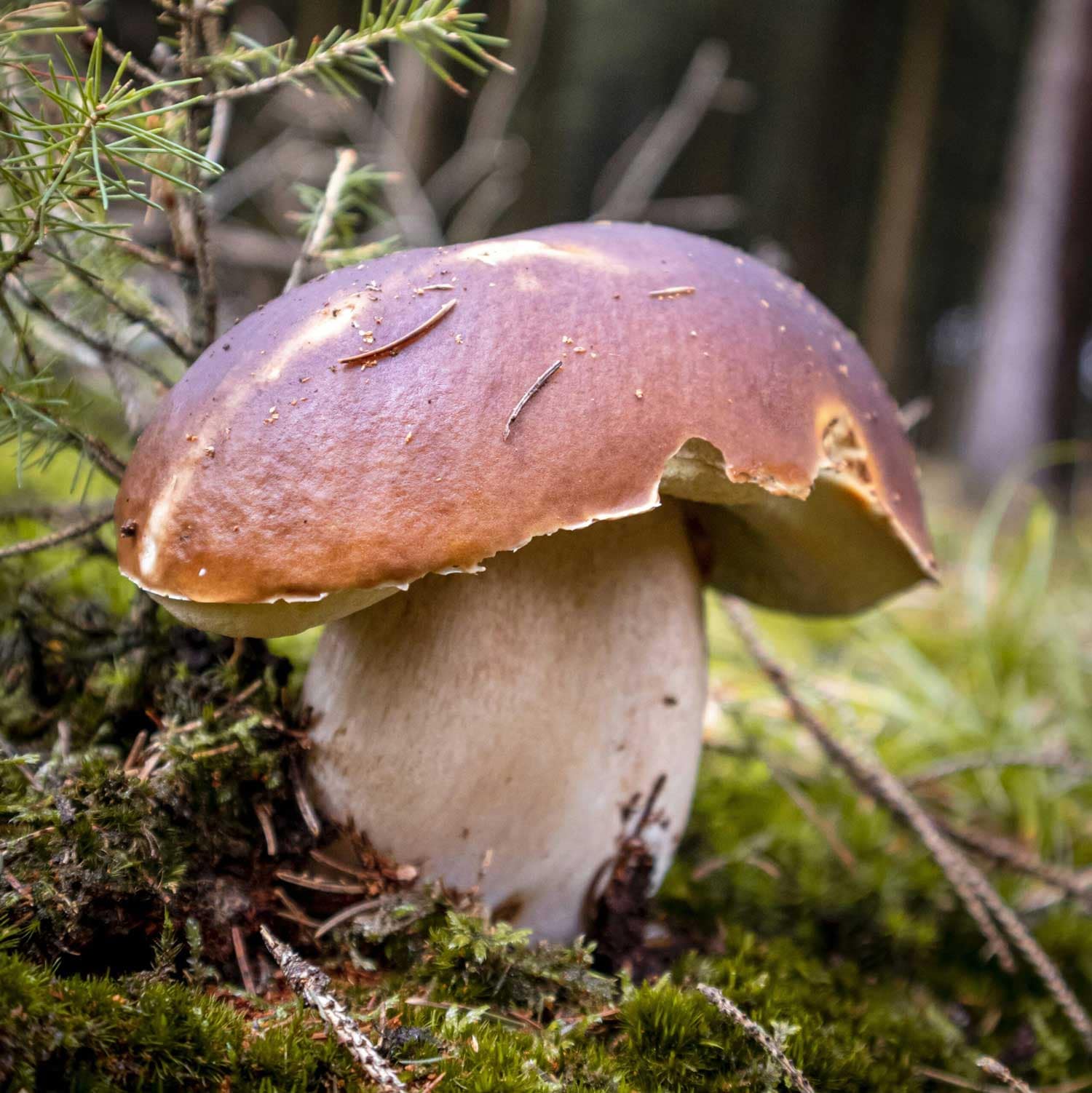 Le cèp, un champignon adapté pour une première cueillette de champignons débutants