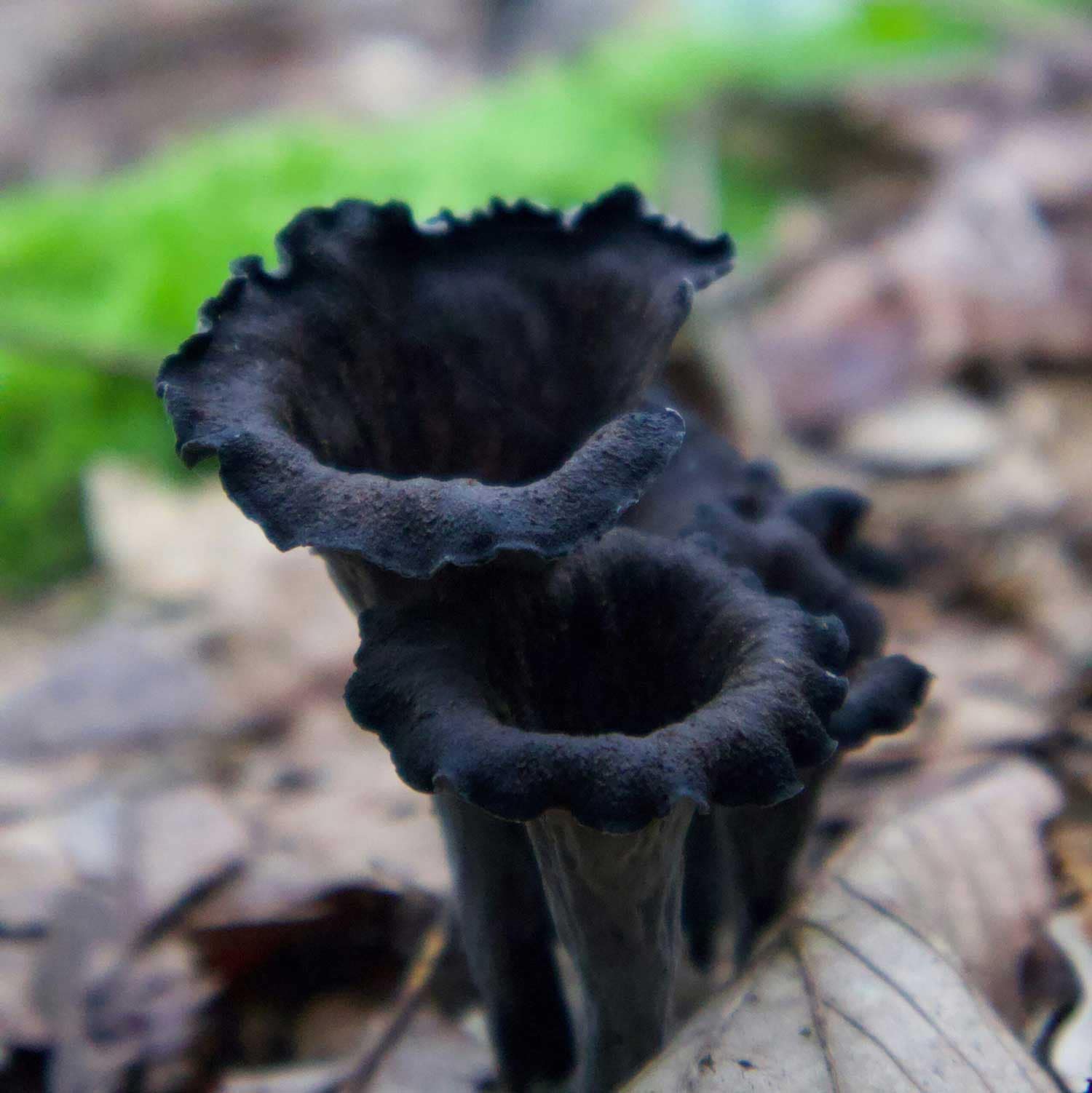 La corne d’abondance champignon comestible pousse souvent en groupe ou en touffe