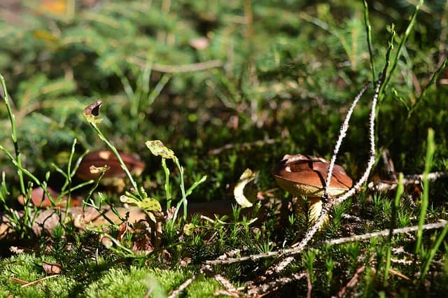 Le cèpe champignon comestible, pousse généralement de manière isolée