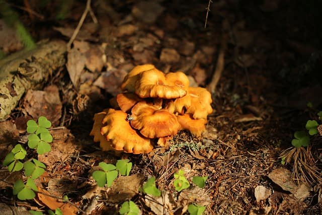 La chanterelle champignon comestible, pousse en petit groupe, réparties sur une zone précise