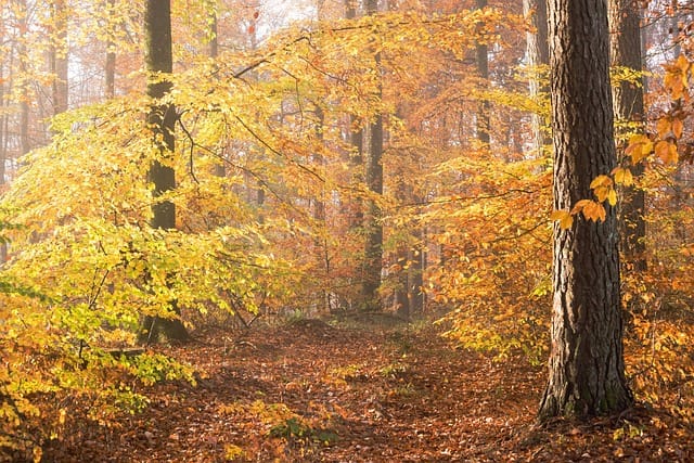 La chanterelle champignon comestible, pousse souvent dans les forêts de feuillus mixtes