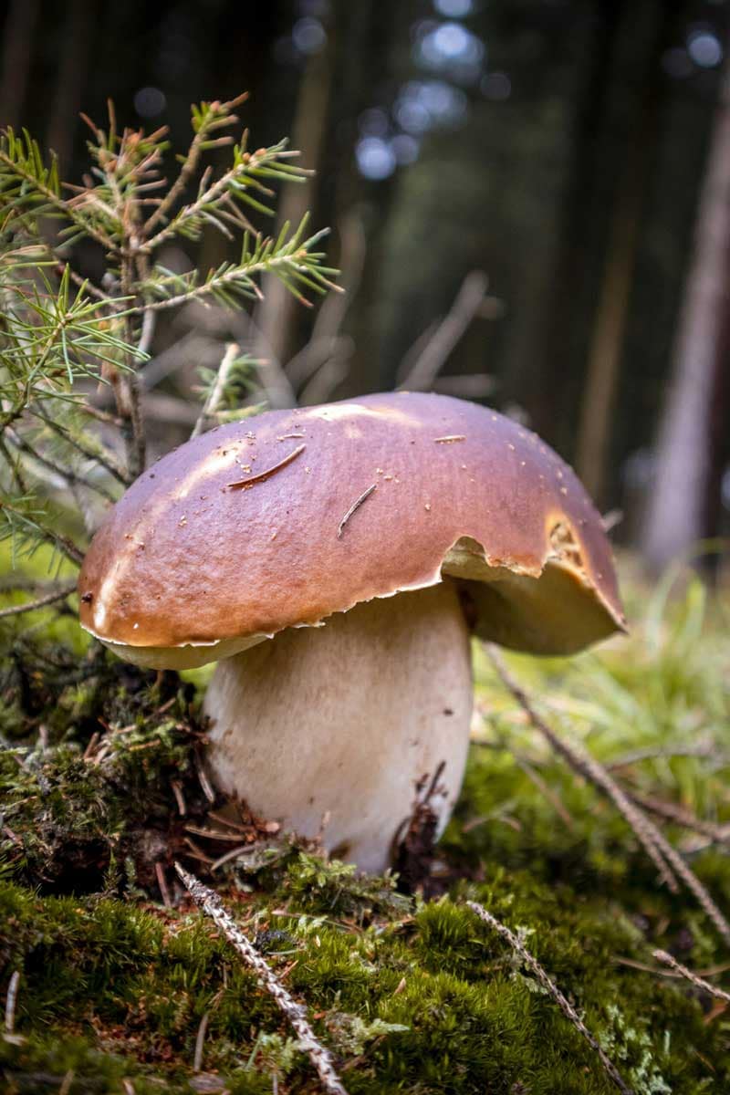 Le cèpe fait partie des champignons comestibles faciles à reconnaître, avec son gros pied et son chapeau brun orangé